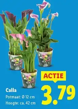 Lidl Calla aanbieding