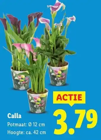 Lidl Calla aanbieding