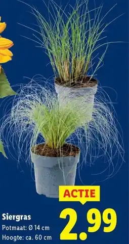 Lidl Siergras aanbieding