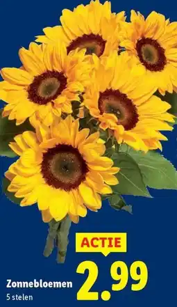 Lidl Zonnebloemen aanbieding