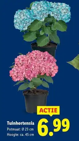 Lidl Tuinhortensia aanbieding
