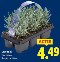 Lidl Lavendel aanbieding