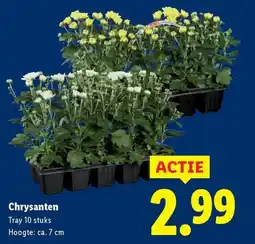 Lidl Chrysanten aanbieding