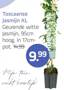 Coppelmans Toscaanse Jasmijn XL aanbieding