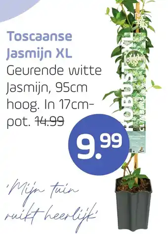Coppelmans Toscaanse Jasmijn XL aanbieding