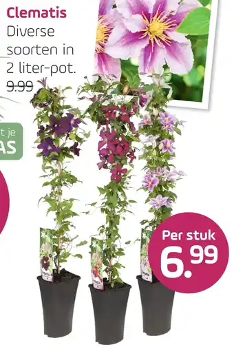 Coppelmans Clematis aanbieding