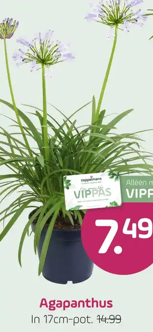 Coppelmans Agapanthus aanbieding