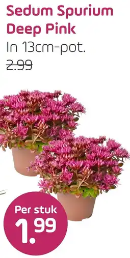 Coppelmans Sedum Spurium Deep Pink aanbieding