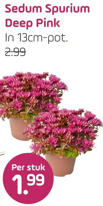 Coppelmans Sedum Spurium Deep Pink aanbieding