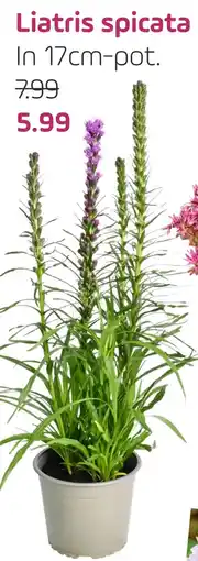 Coppelmans Liatris spicata aanbieding