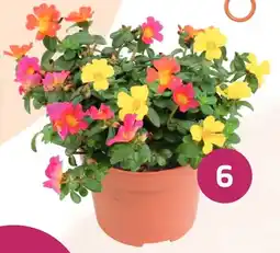 Coppelmans 6. Portulaca aanbieding
