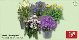 ALDI Vaste zomerplant aanbieding