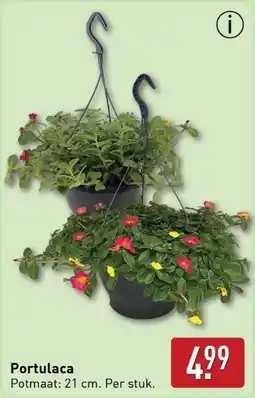 ALDI Portulaca aanbieding