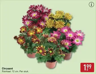 ALDI Chrysant aanbieding
