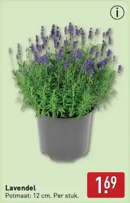 ALDI Lavendel aanbieding
