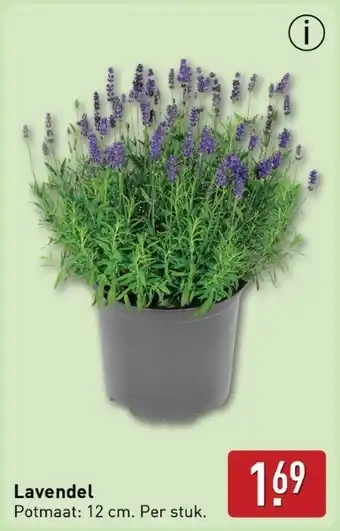 ALDI Lavendel aanbieding