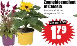 Dirk Zonnebloemplant of Celosia aanbieding