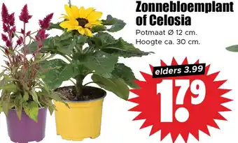 Dirk Zonnebloemplant of Celosia aanbieding