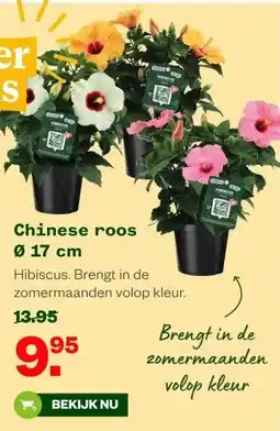Welkoop Chinese roos Ø 17 cm aanbieding