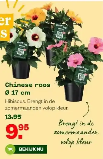 Welkoop Chinese roos Ø 17 cm aanbieding