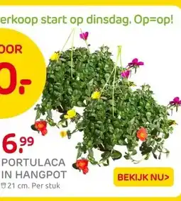 Praxis PORTULACA IN HANGPOT aanbieding
