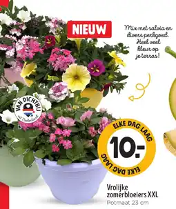Jumbo Vrolijke zomerbloeiers XXL aanbieding