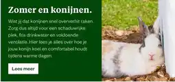 Welkoop Zomer en konijnen. aanbieding