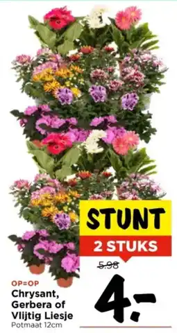 Vomar Voordeelmarkt Chrysant, Gerbera of Vlijtig Liesje aanbieding
