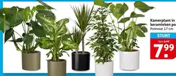Hoogvliet Kamerplant in keramieken pot aanbieding