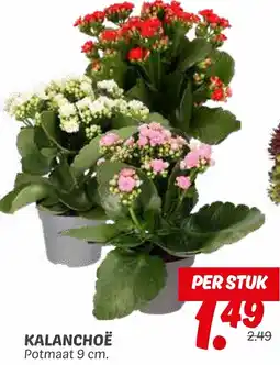 Dekamarkt Kalanchoë aanbieding
