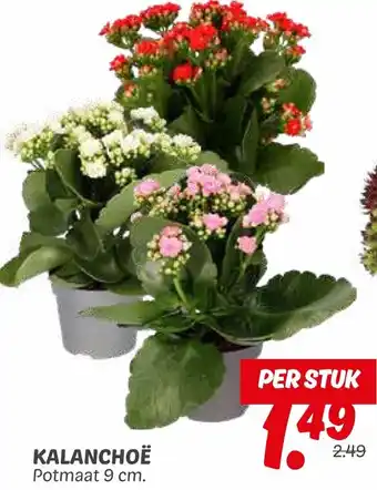 Dekamarkt Kalanchoë aanbieding