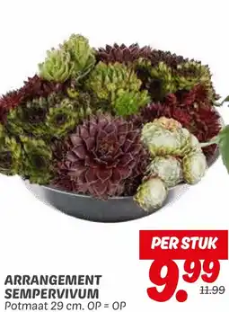 Dekamarkt Arrangement sempervivum aanbieding