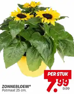 Dekamarkt Zonnebloem aanbieding