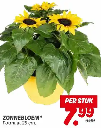 Dekamarkt Zonnebloem aanbieding