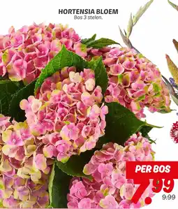 Dekamarkt Hortensia bloem aanbieding