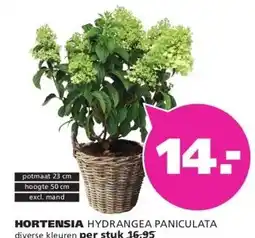 Ranzijn HORTENSIA HYDRANGEA PANICULATA aanbieding