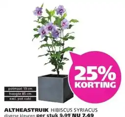 Ranzijn ALTHEASTRUIK HIBISCUS SYRIACUS aanbieding