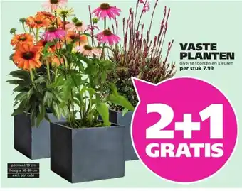 Ranzijn VASTE PLANTEN aanbieding