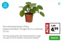 Intratuin Pannenkoekenplant Pilea peperomioides aanbieding
