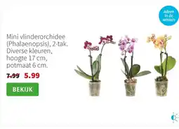 Intratuin Mini vlinderorchidee Phalaenopsis aanbieding