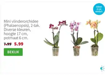 Intratuin Mini vlinderorchidee Phalaenopsis aanbieding