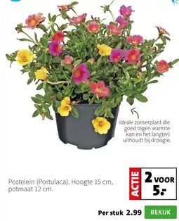 Intratuin Postelein Portulaca aanbieding