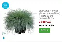 Intratuin Blauwgras Festuca glauca Intense Blue aanbieding