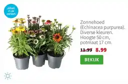 Intratuin Zonnehoed Echinacea purpurea aanbieding