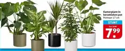Hoogvliet Kamerplant in keramieken pot aanbieding