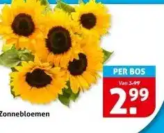 Hoogvliet Zonnebloemen aanbieding