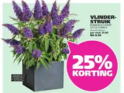 Ranzijn Vlinder struik aanbieding