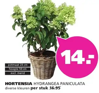 Ranzijn Hortensia hydrangea paniculata aanbieding