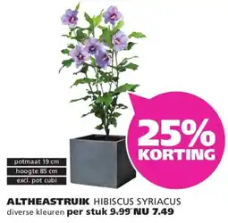 Ranzijn Altheastruik aanbieding
