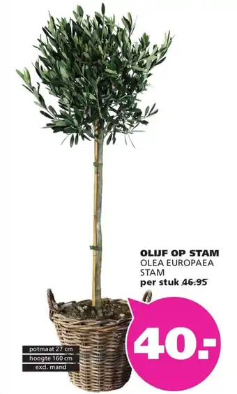 Ranzijn Olijf op stam olea europaea stam aanbieding